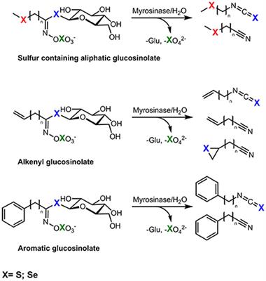 Mechanisms of Selenium Enrichment and Measurement in Brassicaceous Vegetables, and Their Application to Human Health